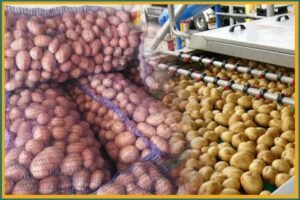 Pakistani potatoes set for wider reach across 36 global markets