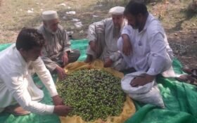 12,000 farmers now engaged in Pakistan’s growing olive cultivation sector