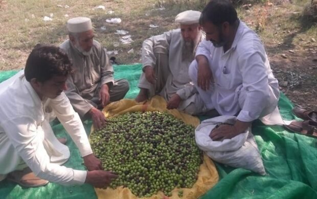 12,000 farmers now engaged in Pakistan’s growing olive cultivation sector