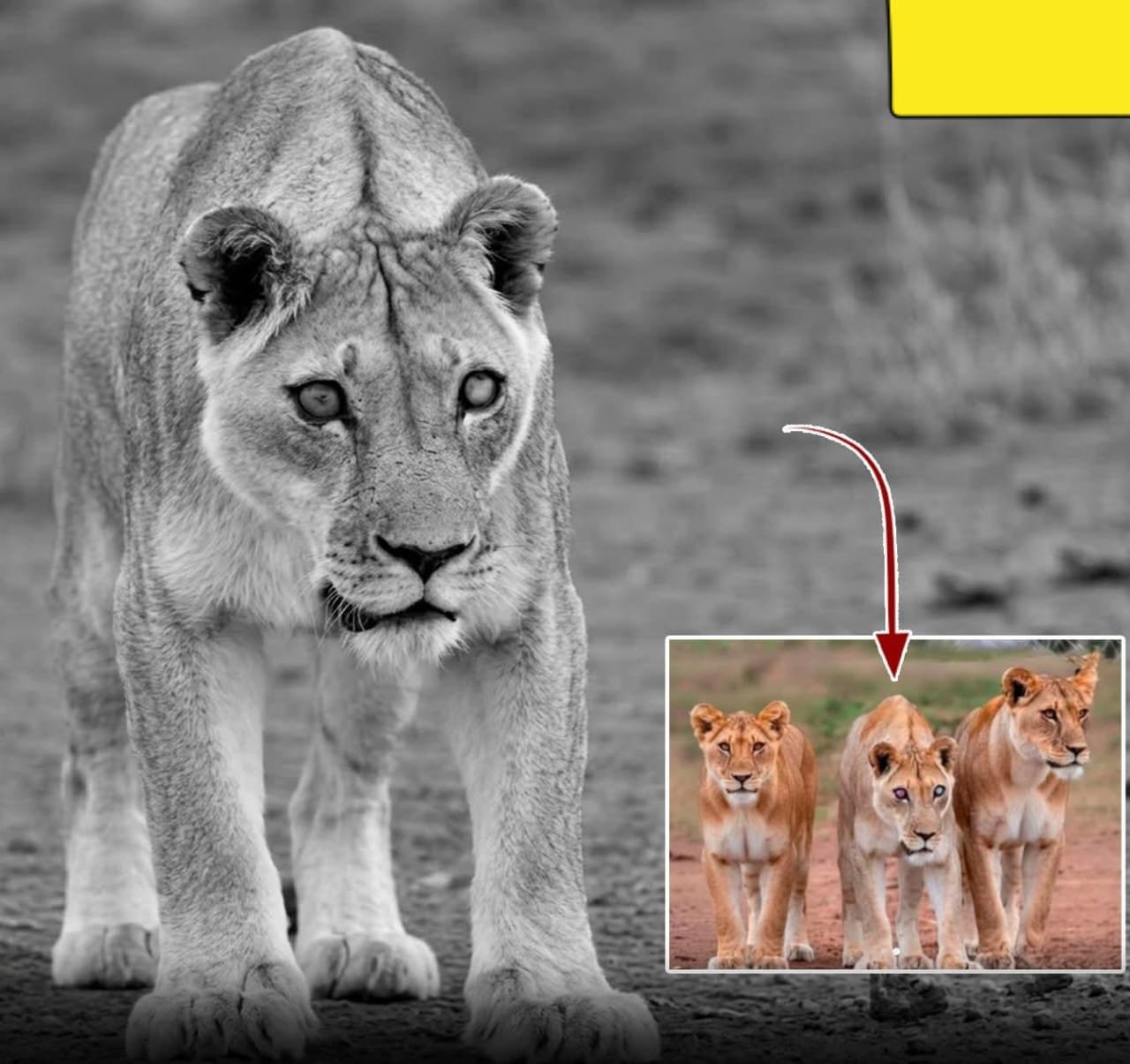 Blind Lioness Josie Survived for Years in the Wild With Help From Her Daughters