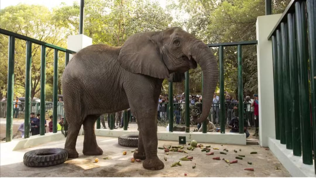 Karachi Safari Park Elephant Madhubala Faces Serious Health Emergency