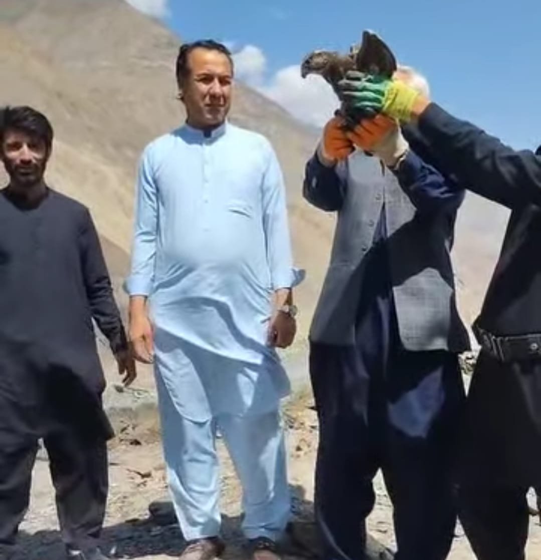 Lagger Falcon Rescued and Released Back into the Wild in Mastuj