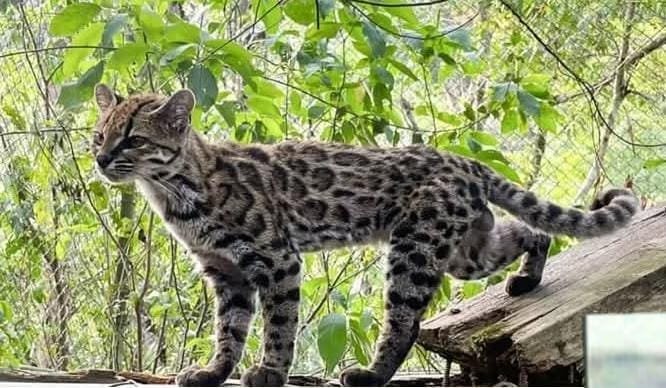 New Tiny Cat Species Reported from the Forests of Bolivia