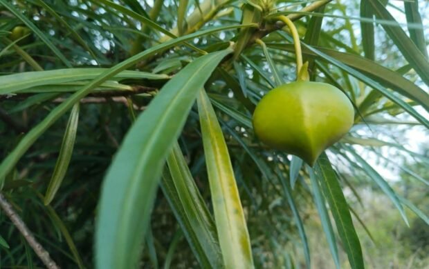 Yellow Oleander Spotted in Margalla Hills as Public Warned Against Poisonous Plant Yellow Oleander Spotted in Margalla Hills as Public Warned Against Poisonous Plant