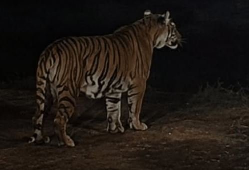 Bengal Tiger and Two Cubs Reportedly Spotted in Gulberg Greens, Residents Alarmed