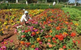 Govt sets sights on stronger horticulture growth under FoodAg 2027