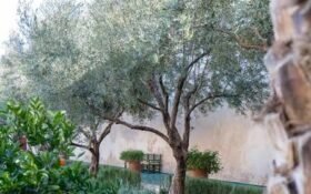 7.6m olive trees planted to strengthen Pakistan’s olive sector