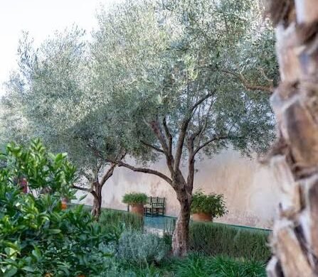7.6m olive trees planted to strengthen Pakistan’s olive sector