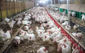 New measures introduced in Punjab to curb poultry antibiotic misuse