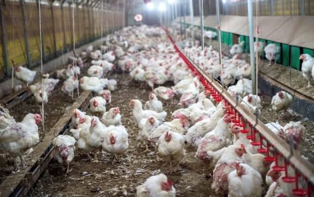 New measures introduced in Punjab to curb poultry antibiotic misuse