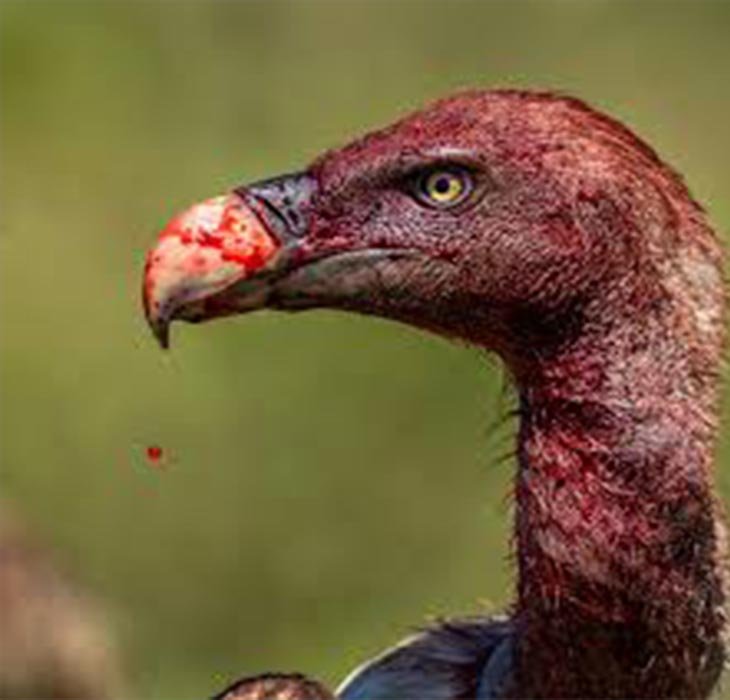 Vultures: Once Seen as Symbols of Bad Luck, Now Recognised as Nature’s Great Environmental Protectors