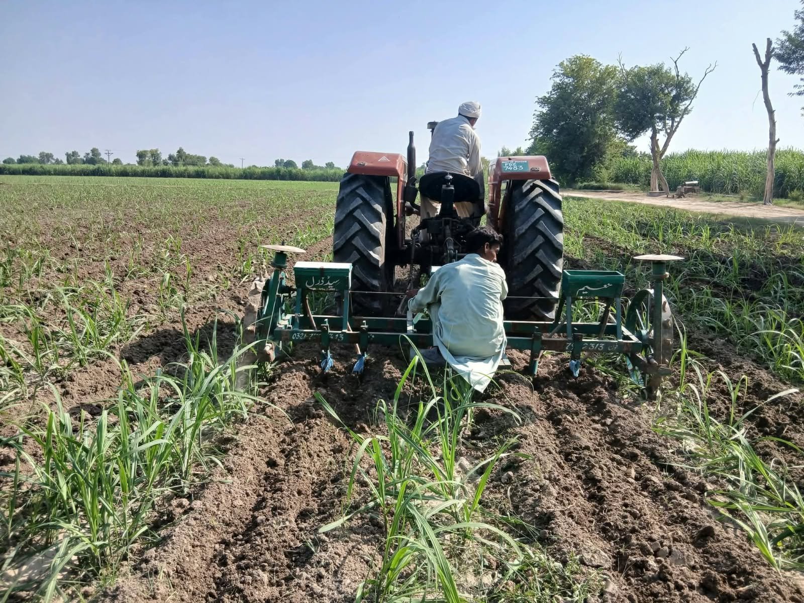 Mustard Intercropping with Sugarcane Introduced at Khanpur Research Station