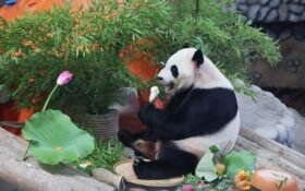 Panda conservation strengthens global ties