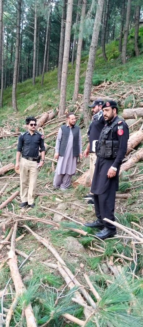Action Taken Against Illegal Cutting of Pine Trees in Swat