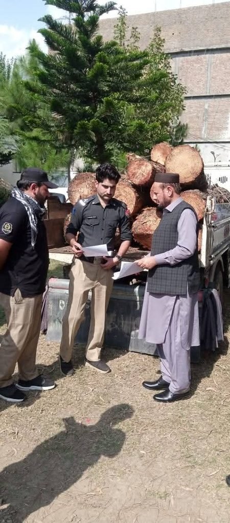 Action Taken Against Illegal Cutting of Pine Trees in Swat Action Taken Against Illegal Cutting of Pine Trees in Swat