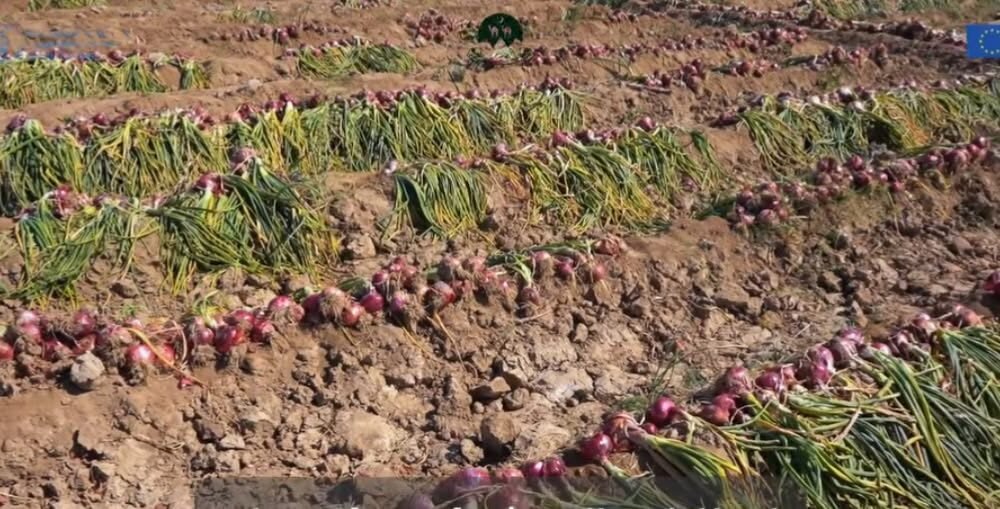 FAO Water Project Strengthens Climate Resilience and Livelihoods in Khuzdar