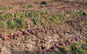 FAO Water Project Strengthens Climate Resilience and Livelihoods in Khuzdar