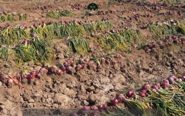 FAO Water Project Strengthens Climate Resilience and Livelihoods in Khuzdar