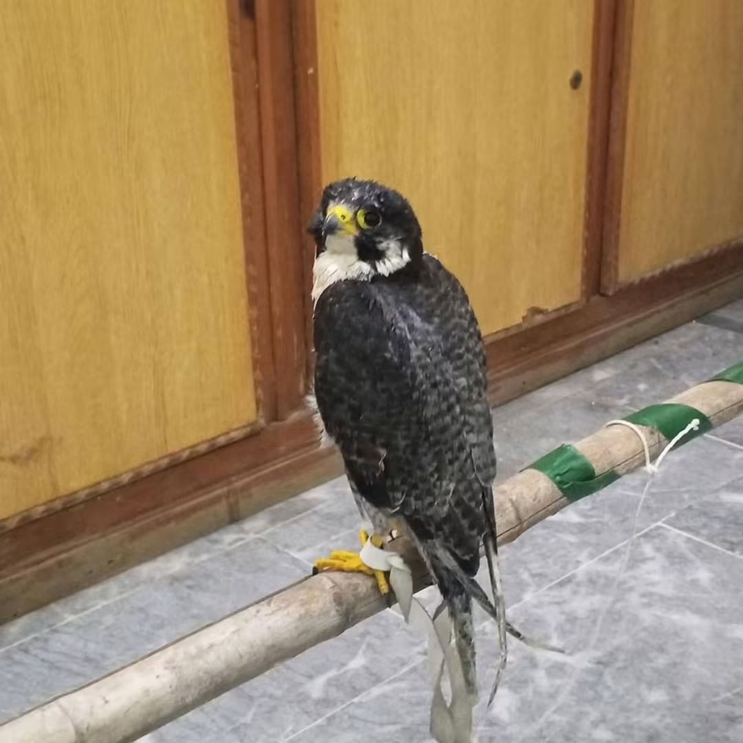 Falcon Seized During Wildlife Crackdown at Peshawar Motorway Toll Plaza