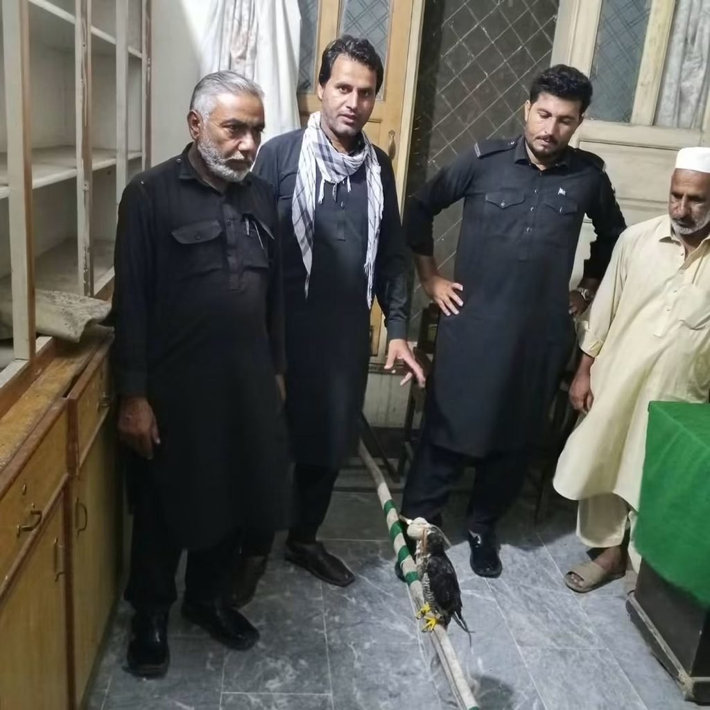 Falcon Seized During Wildlife Crackdown at Peshawar Motorway Toll Plaza Falcon Seized During Wildlife Crackdown at Peshawar Motorway Toll Plaza