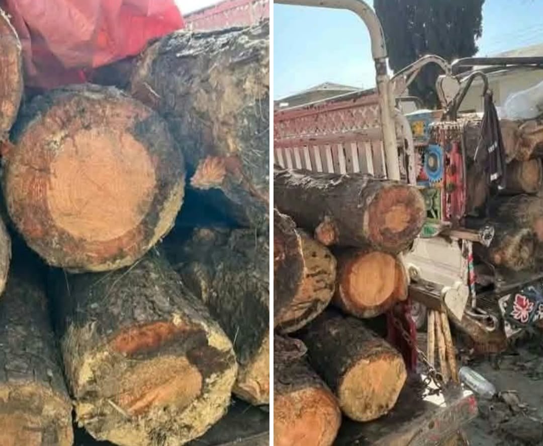 Forest Department Seizes Two Suzuki Vehicles Carrying Timber in Oghi