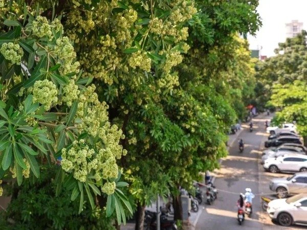 Hanoi Trims Fragrant Trees After Residents Complaint of Headaches and Migraines