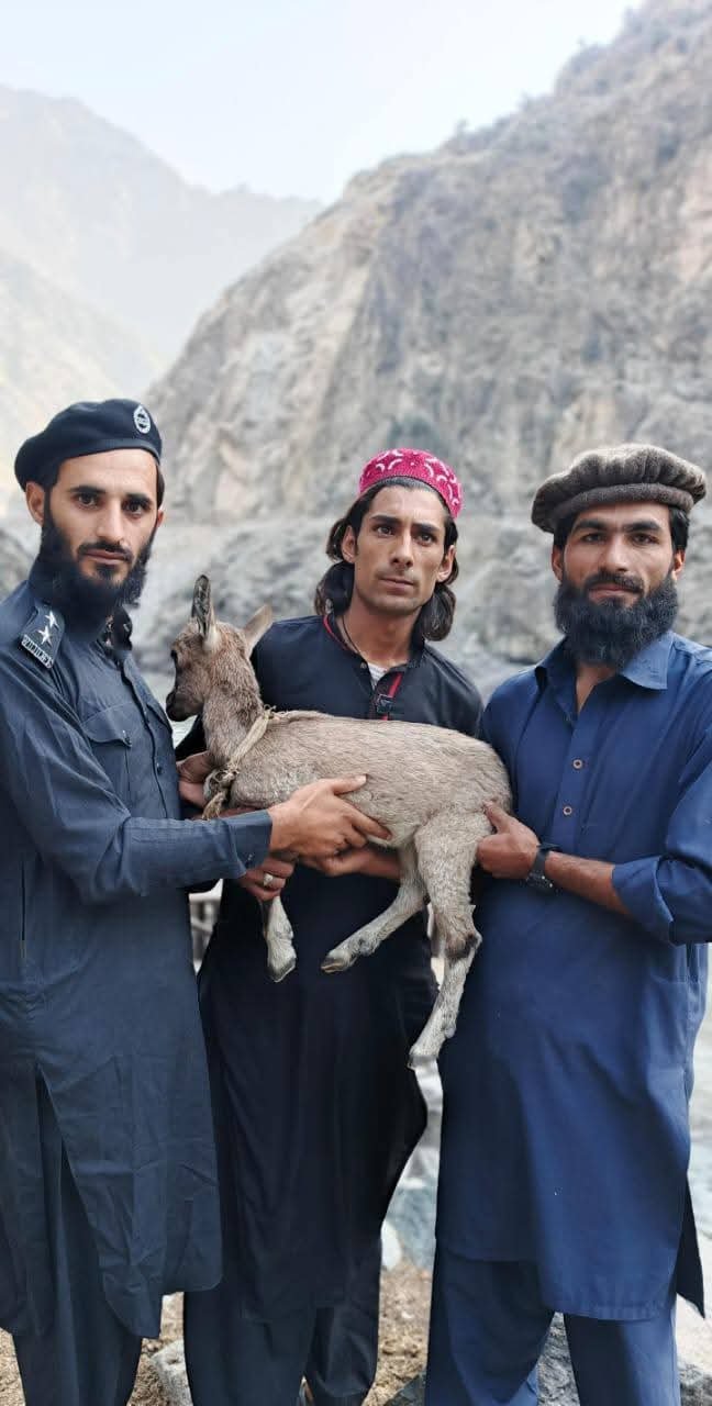 Local Community Helps Protect Markhor Kid in Kohistan