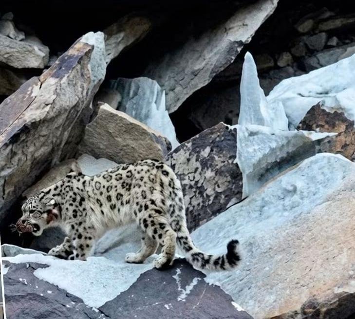 Rare Snow Leopard Sighting Along Karakoram Highway Highlights GB Wildlife