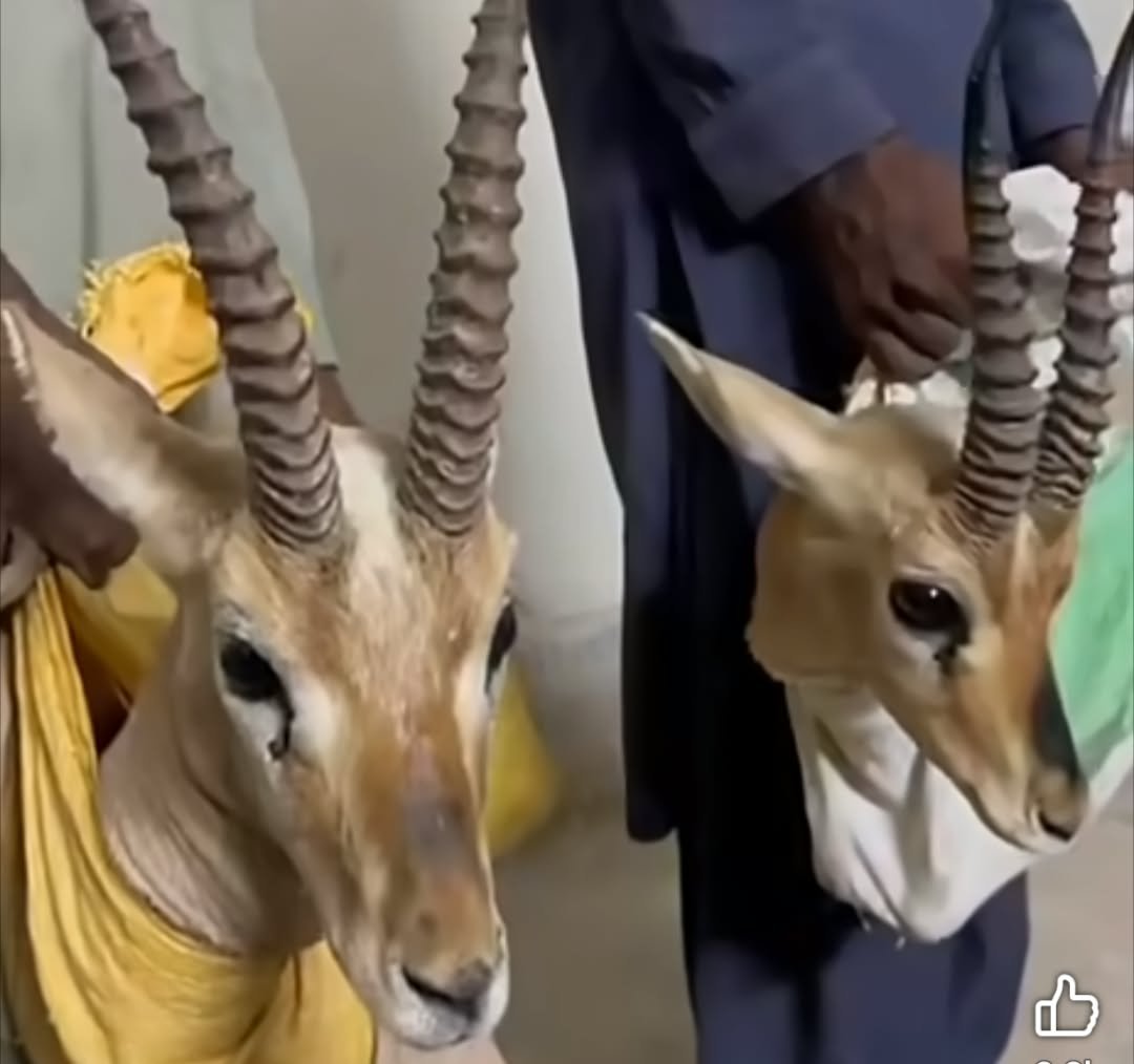 Two Deer Recovered, Two Suspects Arrested in Sanghar Wildlife Crackdown