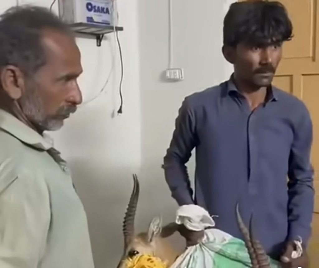 Two Deer Recovered, Two Suspects Arrested in Sanghar Wildlife Crackdown