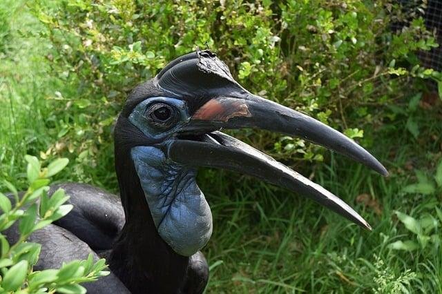 Technology Gives Injured Bird a New Beak Through 3D Printing
