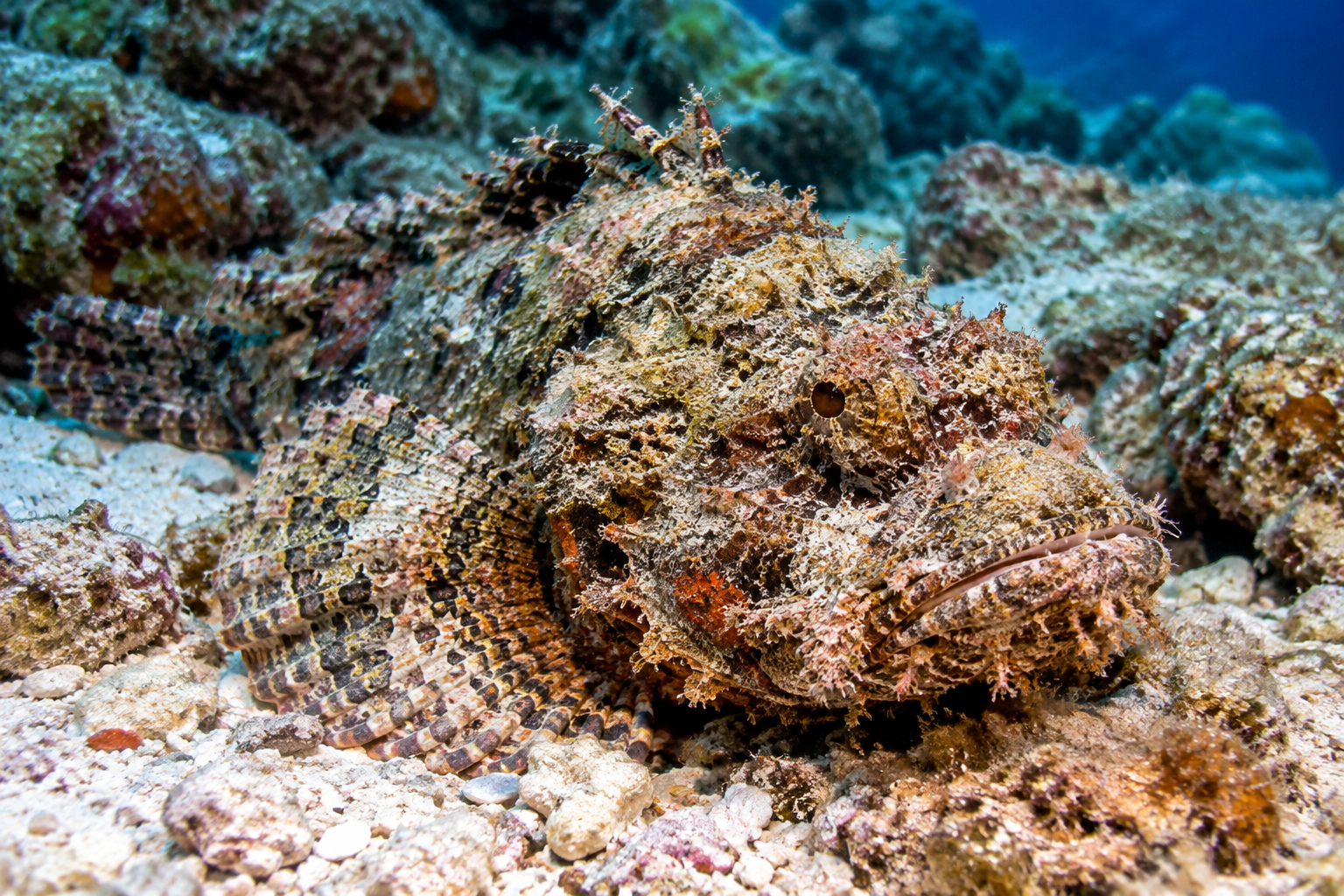 Stonefish: The Ocean’s Master of Camouflage and a Dangerous Hidden Threat