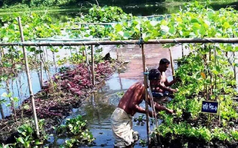 Sindh plans floating farming initiative to support 100 rural communities