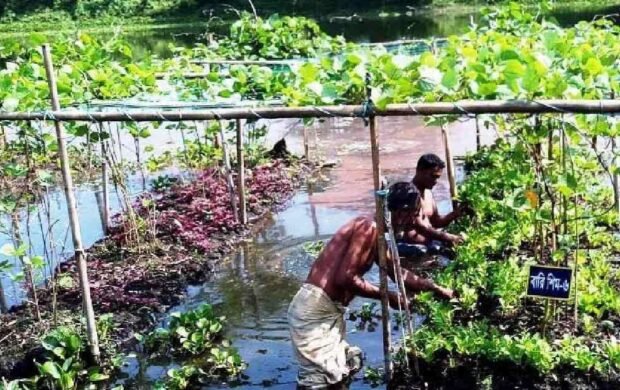 Sindh plans floating farming initiative to support 100 rural communities