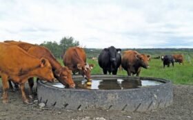 Saudi-funded initiative to establish 30 livestock ponds and 40 water tanks across Balochistan