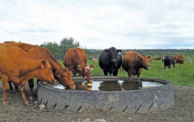 Saudi-funded initiative to establish 30 livestock ponds and 40 water tanks across Balochistan