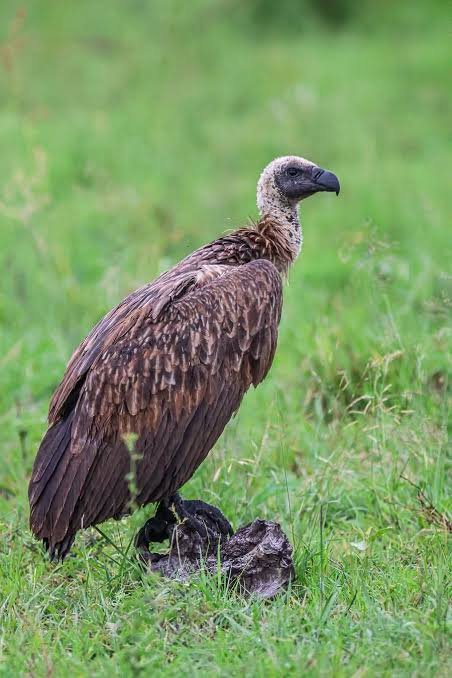 Vultures: Once Seen as Symbols of Bad Luck, Now Recognised as Nature’s Great Environmental Protectors