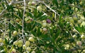 2,700 acres of olive farmland benefit from Pakistan’s drip irrigation drive