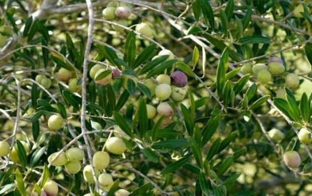 2,700 acres of olive farmland benefit from Pakistan’s drip irrigation drive