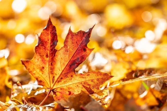 Autumn’s Golden Goodbye: Nature Paints a Final Masterpiece