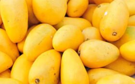 Fresh mango exports bring Pakistan 7m from 49 international markets