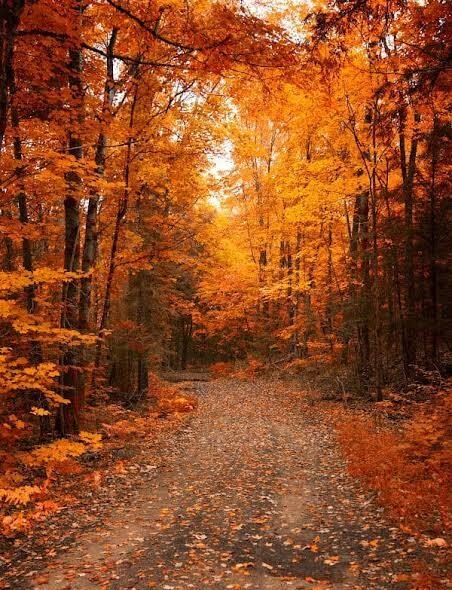Autumn’s Golden Goodbye: Nature Paints a Final Masterpiece