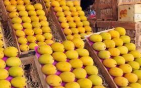 Mango pulp exports contribute .13 million to Pakistan’s earnings in FY26