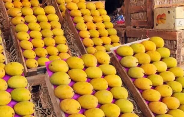 Mango pulp exports contribute .13 million to Pakistan’s earnings in FY26