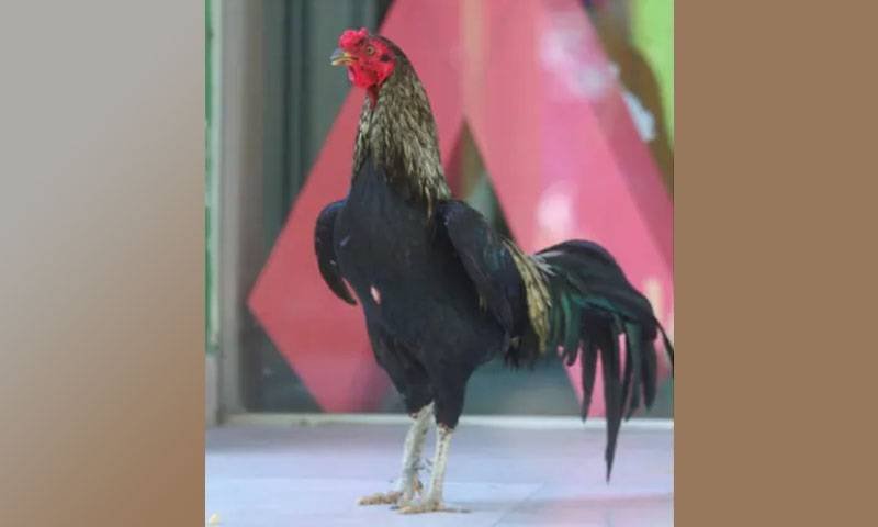 Rooster Remains Outside Cancer Hospital Eight Years After Owner’s Death